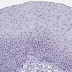 Merck Anti-TBC1D29 antibody produced in rabbit