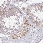 Merck Anti-TMEM219 antibody produced in rabbit