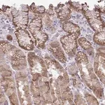 Merck Anti-CHIA antibody produced in rabbit