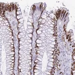 Merck Anti-SELENOV antibody produced in rabbit