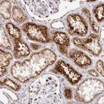 Merck Anti-TM9SF1 antibody produced in rabbit