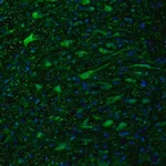 Merck Anti-DTX4 antibody produced in rabbit