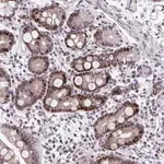 Merck Anti-ZFHX3 antibody produced in rabbit
