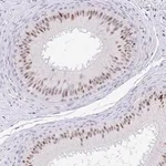 Merck Anti-EID3 antibody produced in rabbit