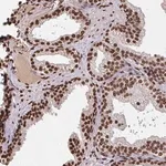 Merck Anti-ZNF593 antibody produced in rabbit
