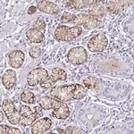 Merck Anti-OR5F1 antibody produced in rabbit