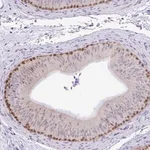 Merck Anti-ZNF485 antibody produced in rabbit