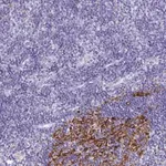Merck Anti-CDCA4 antibody produced in rabbit