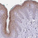 Merck Anti-GSG1L2 antibody produced in rabbit