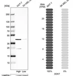 Merck Anti-DOK7 antibody produced in rabbit