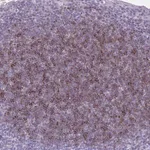 Merck Anti-OR4B1 antibody produced in rabbit