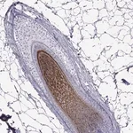 Merck Anti-DSG4 antibody produced in rabbit