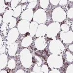 Merck Anti-ZNF221 antibody produced in rabbit