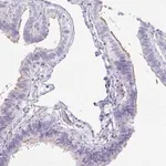 Merck Anti-OR5J2 antibody produced in rabbit