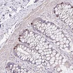 Merck Anti-OR4P4 antibody produced in rabbit
