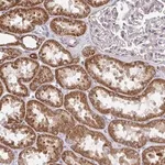 Merck Anti-DZANK1 antibody produced in rabbit