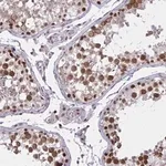 Merck Anti-C14orf39 antibody produced in rabbit