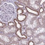 Merck Anti-ATG9A antibody produced in rabbit