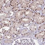 Merck Anti-JDP2 antibody produced in rabbit