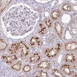 Merck Anti-OR8D1 antibody produced in rabbit