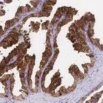 Merck Anti-CDKL1 antibody produced in rabbit