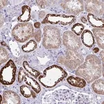 Merck Anti-PLA2G12B antibody produced in rabbit