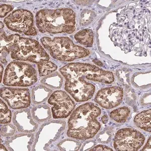 Merck Anti-WNT9B antibody produced in rabbit