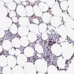 Merck Anti-RHBDL3 antibody produced in rabbit