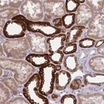 Merck Anti-KCNJ16 antibody produced in rabbit