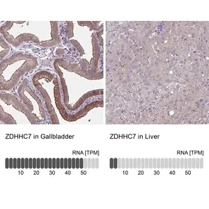 Merck Anti-ZDHHC7 antibody produced in rabbit