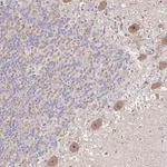 Merck Anti-HCFC1R1 antibody produced in rabbit