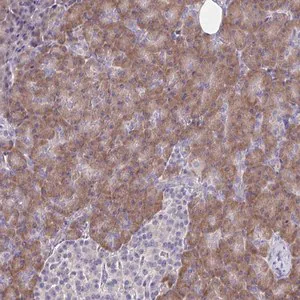 Merck Anti-TMEM41A antibody produced in rabbit