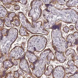 Merck Anti-CTHRC1 antibody produced in rabbit