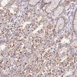 Merck Anti-DISP2 antibody produced in rabbit
