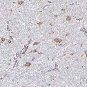 Merck Anti-TMEM241 antibody produced in rabbit