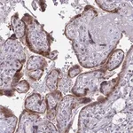 Merck Anti-DLX4 antibody produced in rabbit