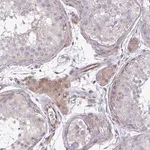 Merck Anti-ZSCAN9 antibody produced in rabbit