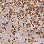 Merck Anti-SNX8 antibody produced in rabbit