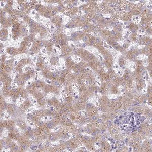 Merck Anti-FAM122C antibody produced in rabbit