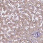 Merck Anti-FAM122C antibody produced in rabbit