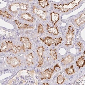 Merck Anti-SAA4 antibody produced in rabbit