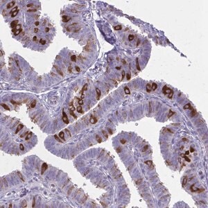 Merck Anti-PITPNM1 antibody produced in rabbit