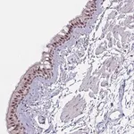 Merck Anti-PRR14 antibody produced in rabbit