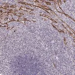 Merck Anti-TMEM82 antibody produced in rabbit