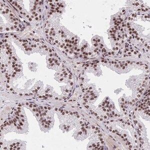 Merck Anti-SYNE4 antibody produced in rabbit