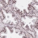 Merck Anti-SYNE4 antibody produced in rabbit