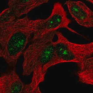Merck Anti-ZNF790 antibody produced in rabbit