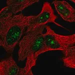 Merck Anti-ZNF790 antibody produced in rabbit