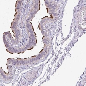Merck Anti-MROH8 antibody produced in rabbit