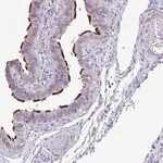 Merck Anti-MROH8 antibody produced in rabbit